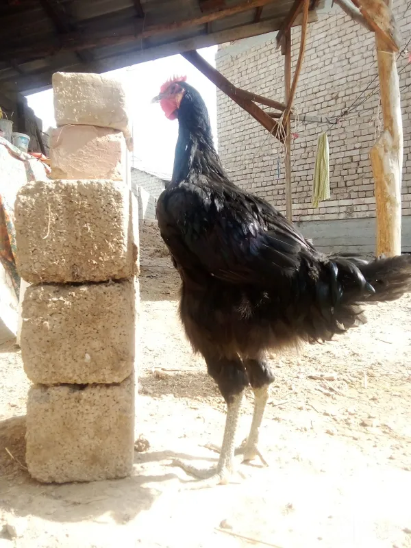 Gigant qora shagzoda sotiladi 8