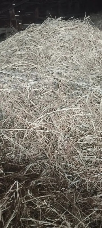Хашак беда аралаш — фото 1
