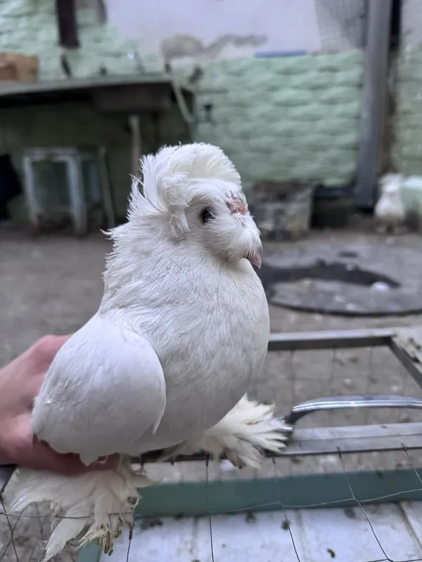 Продаю бухарских голубей