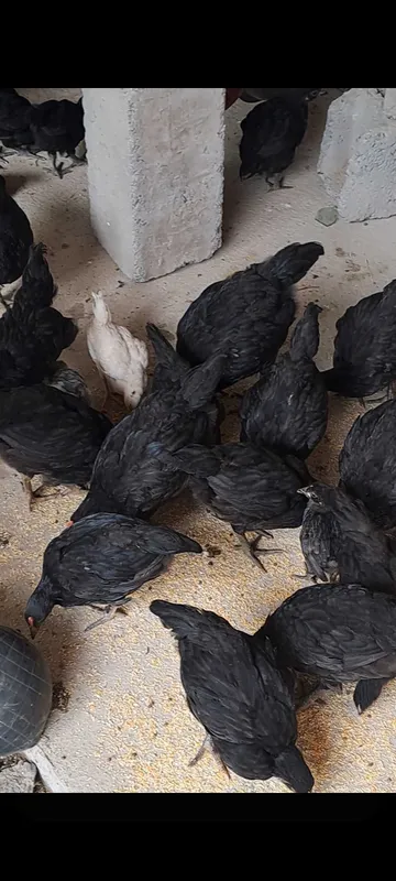 Avstralop jojalari sotiladi 2 oylikda otkan soni 40 ta hovlida yuribdi