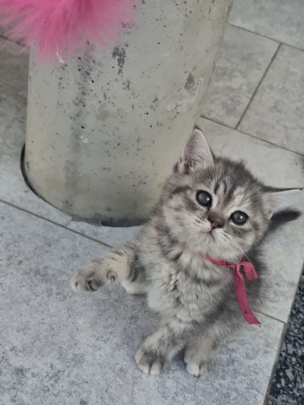 Кошка 1 Кошка 1