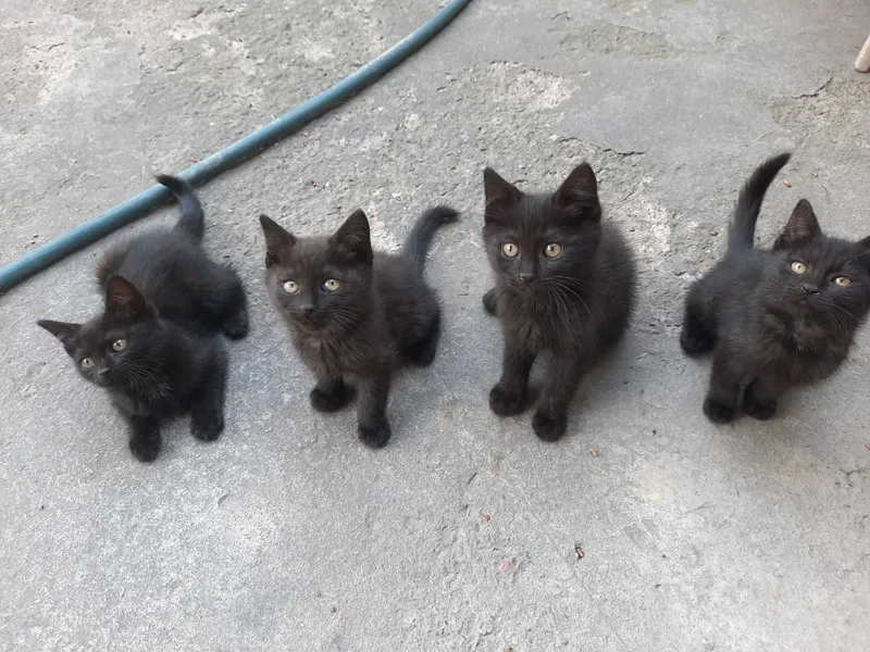 Котята кошки mushuk bolasi — фото 1