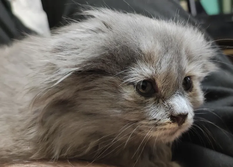 кошка шотландская вислоухая (скоттиш-фолд) — фото 4