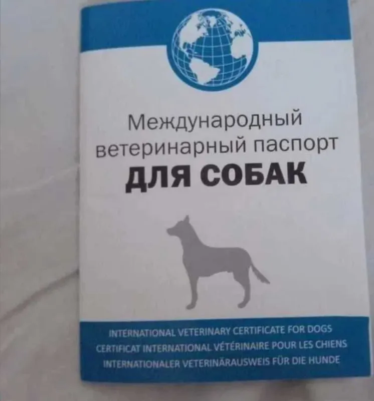 Далматин красивый — фото 1