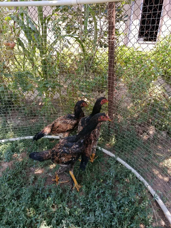 Dakan tovqla sotiladi 3tasi 600min 5 Dakan tovqla sotiladi 3tasi 600min 5
