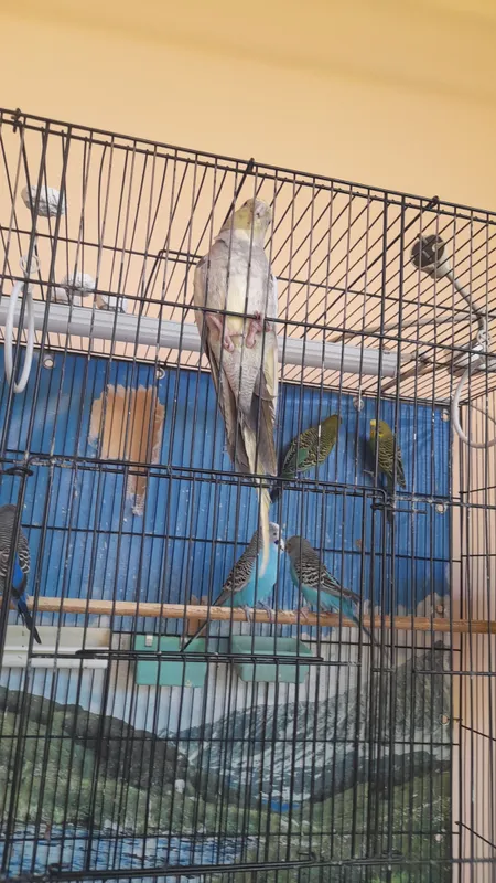 karella