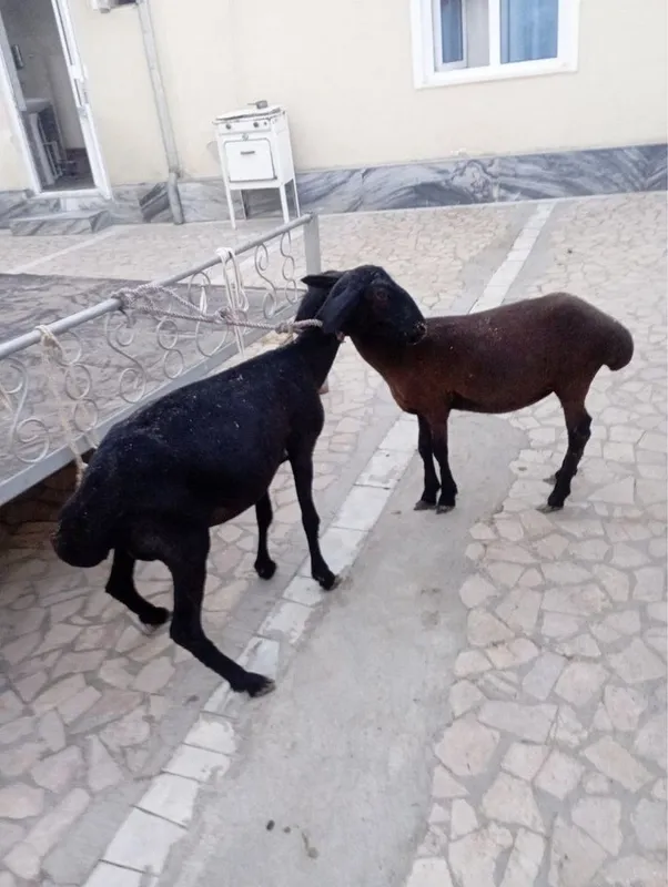 Ona bola qo’y sotiladi 1 Ona bola qo’y sotiladi 1