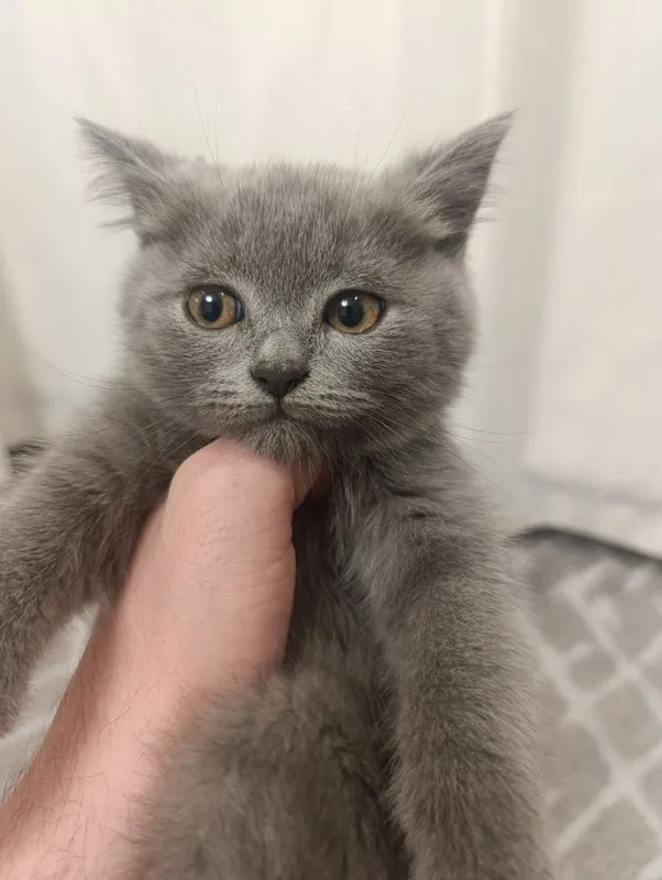 Скоттиш Фолд ва Скоттиш Страйт 3та у́гил Кошки Котята Мушук — фото 1