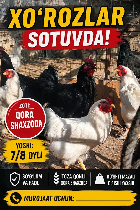 Sog‘lom, baquvvat va faol Qora Shaxzoda zotli xo‘rozlar sotiladi. 1