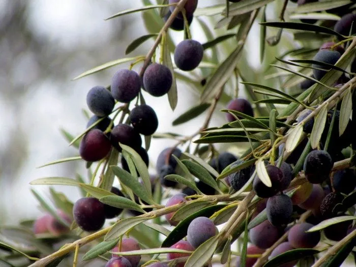 Олива европейская / Зайтун / Zaytun (Olea europaea) — 150 см — фото 1
