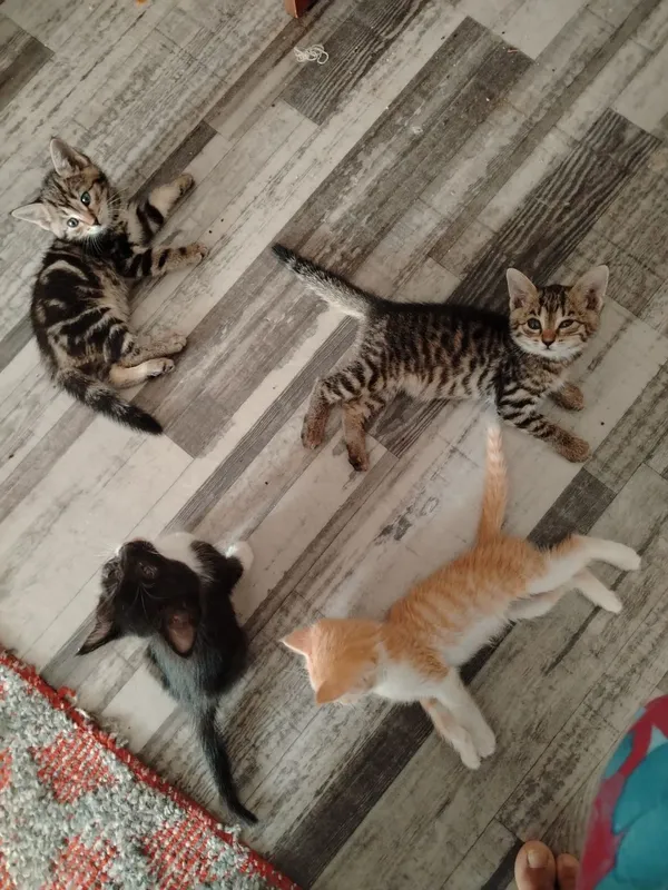 Котики даром Котики даром