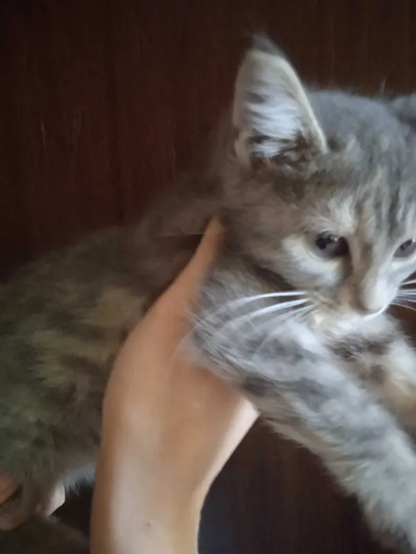 Пушистый серый котёнок девочка, 2 месяца. — фото 4 Пушистый серый котёнок девочка, 2 месяца. — фото 4