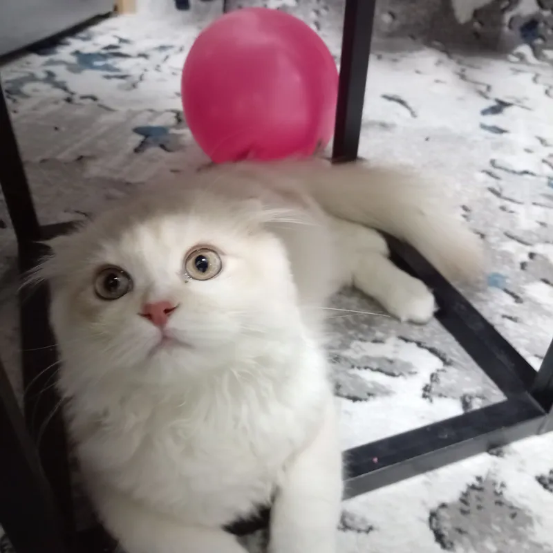 кот Scottish Fold 3