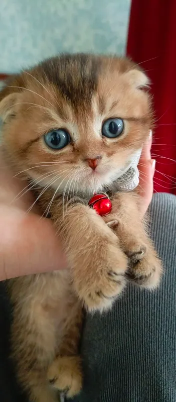 золотая шиншилла фолд девочка — фото 2