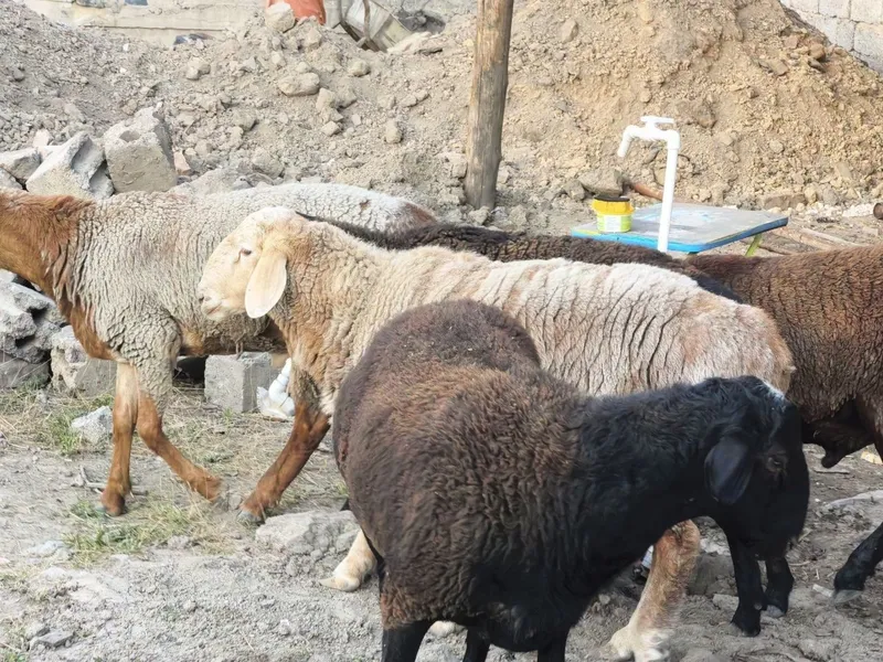 Qochqolar sotiladi baquvat toza yem bilan boqilgan semiz — фото 2