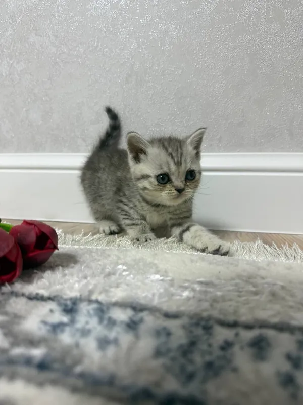 Продам котят скотиш страйт