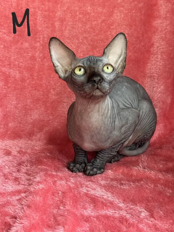 Котята канадского сфинкса — фото 2