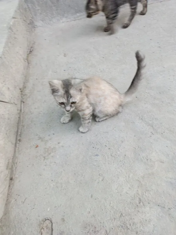Mushukllaaar soglom 2 Mushukllaaar soglom 2