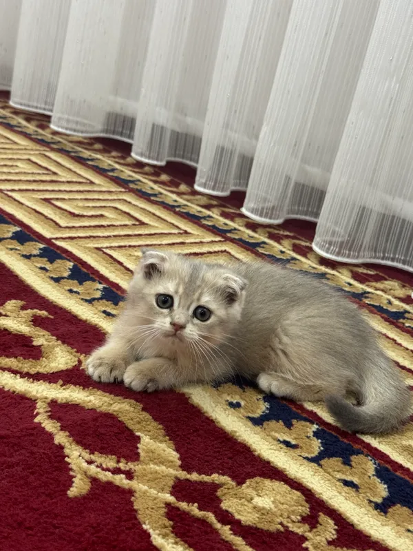 Котята — фото 1