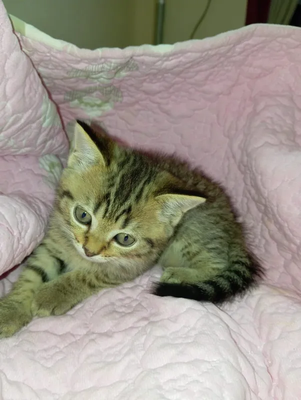 Породистые кошки 3 Породистые кошки 3