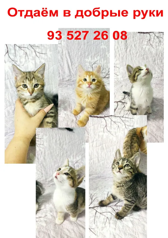 Милые Котята в добрые руки.