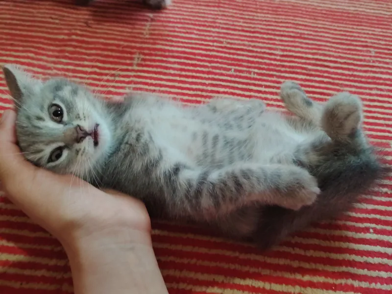 Породистые котята продаётся — фото 4