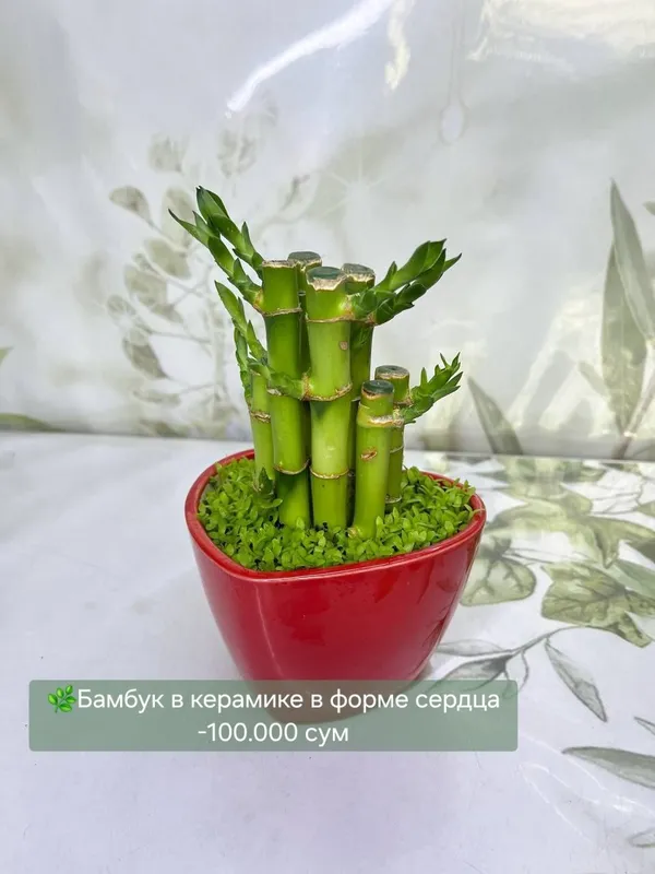 Калатеи, антуриумы и др 5 Калатеи, антуриумы и др 5