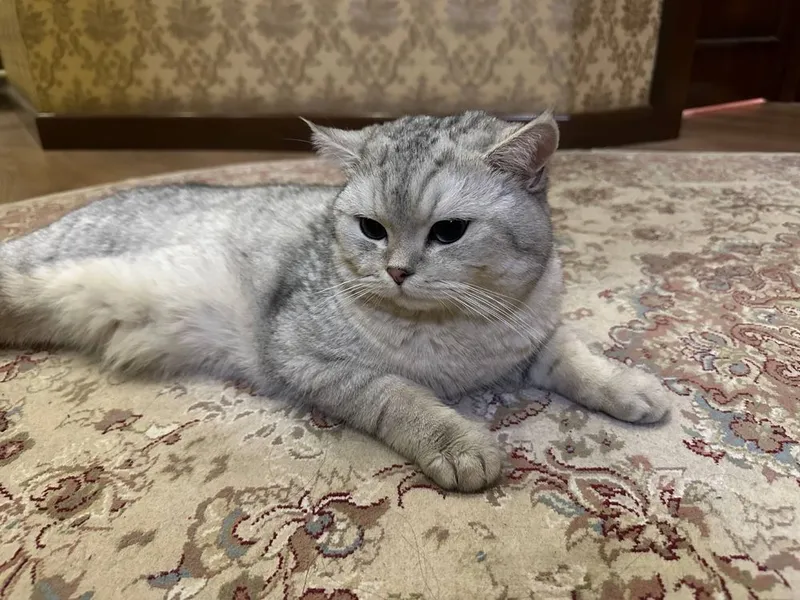 Британский Серебристый шиншила вязка тозза кон! сотилмиди! — фото 2