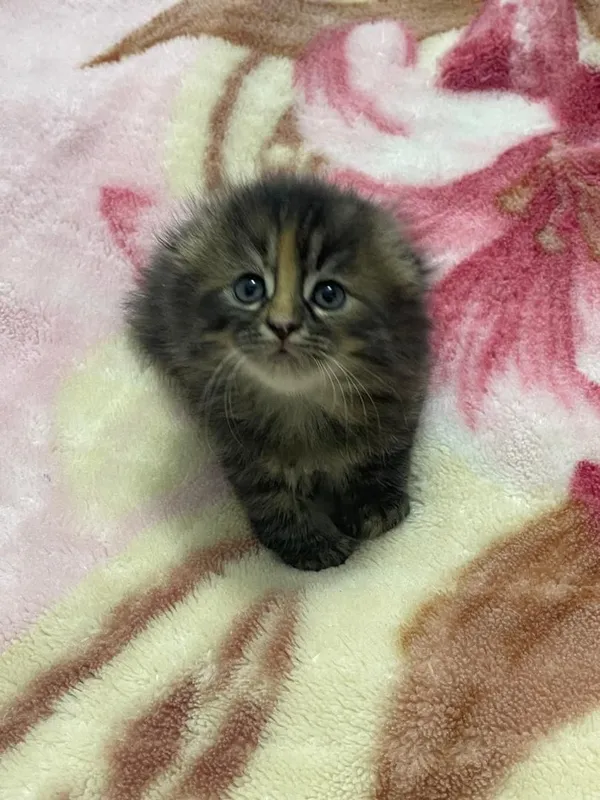 Продаётся котёнок — фото 1
