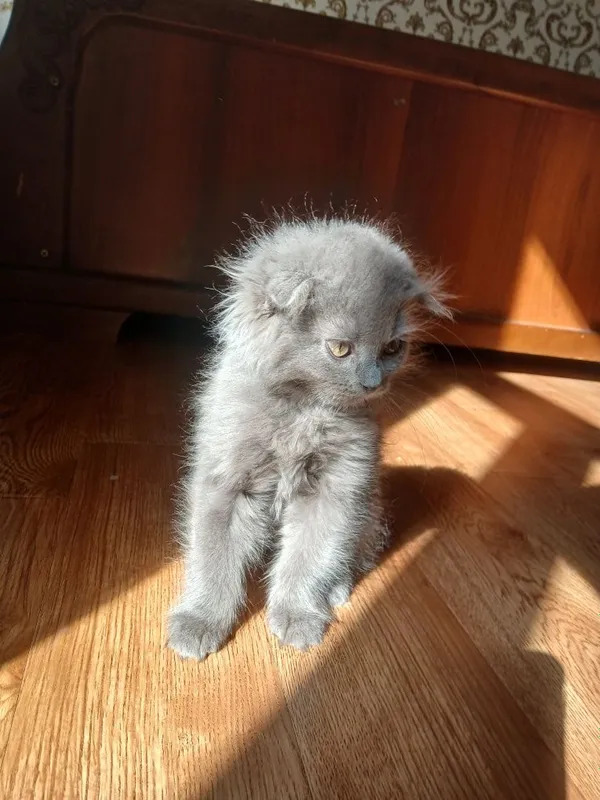 породистые котята 2,5 месяца.К лотку приучен — фото 3