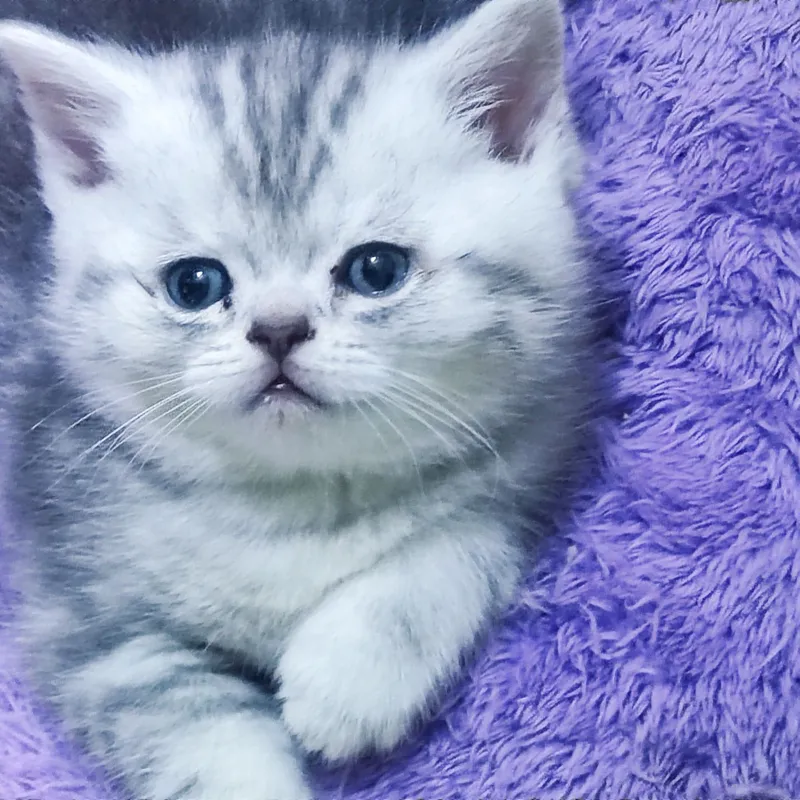 Милые котята скотиш — фото 1