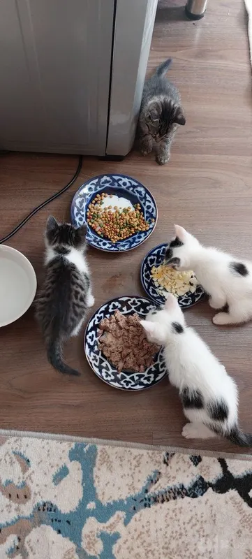 Котята бесплатно 3 Котята бесплатно 3