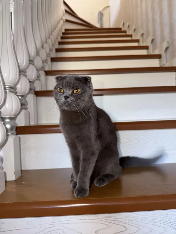 Британская скоттиш фолд 1 Британская скоттиш фолд 1
