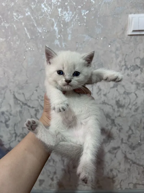 Продается котята — фото 5