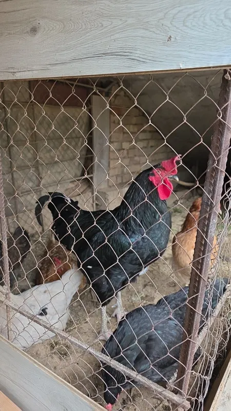 Qora shahzoda horozi 2 Qora shahzoda horozi 2