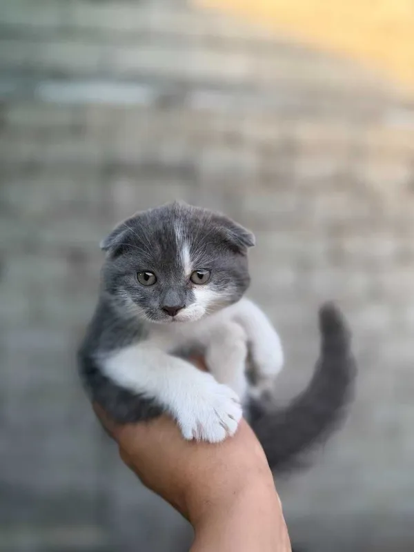 Продаётся котики 40 дней 2 Продаётся котики 40 дней 2