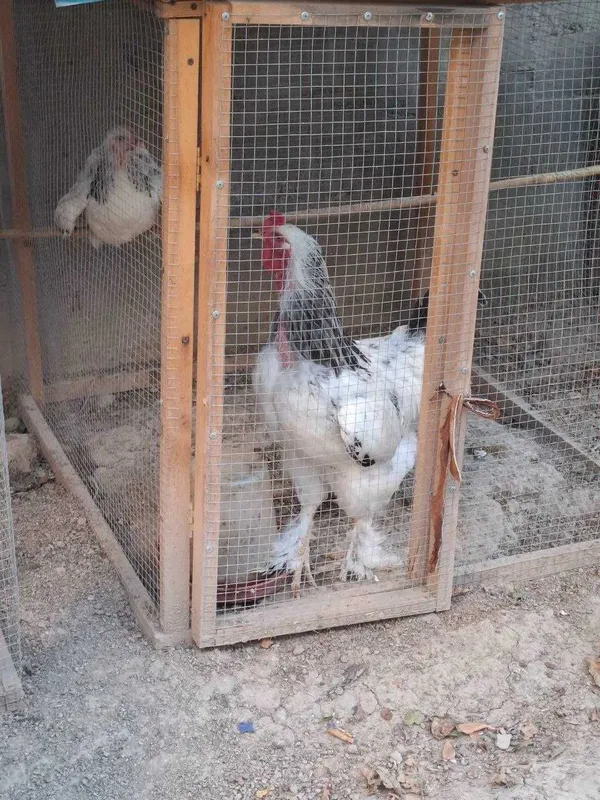bir juft brahma tovuq va xo'roz sotiladi 2 bir juft brahma tovuq va xo'roz sotiladi 2