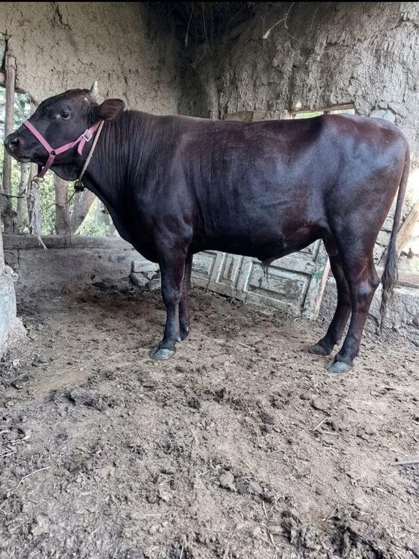 390 kgli buqamiz sotuvda, Buxoro 1