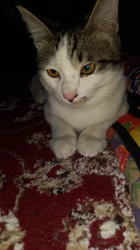 Котёнок домашний