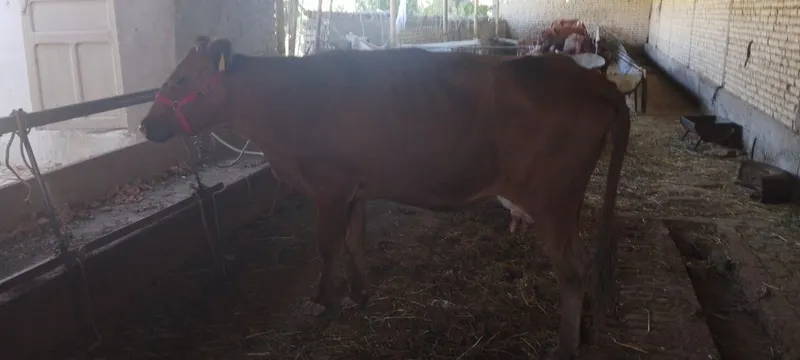 Mari sigir srochniyga sotiladi kafolati bilan sogʻlom 2
