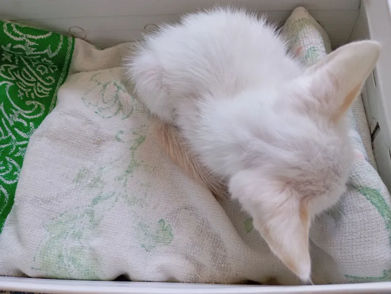 отдам котёнка на хорошие руки 1 отдам котёнка на хорошие руки 1