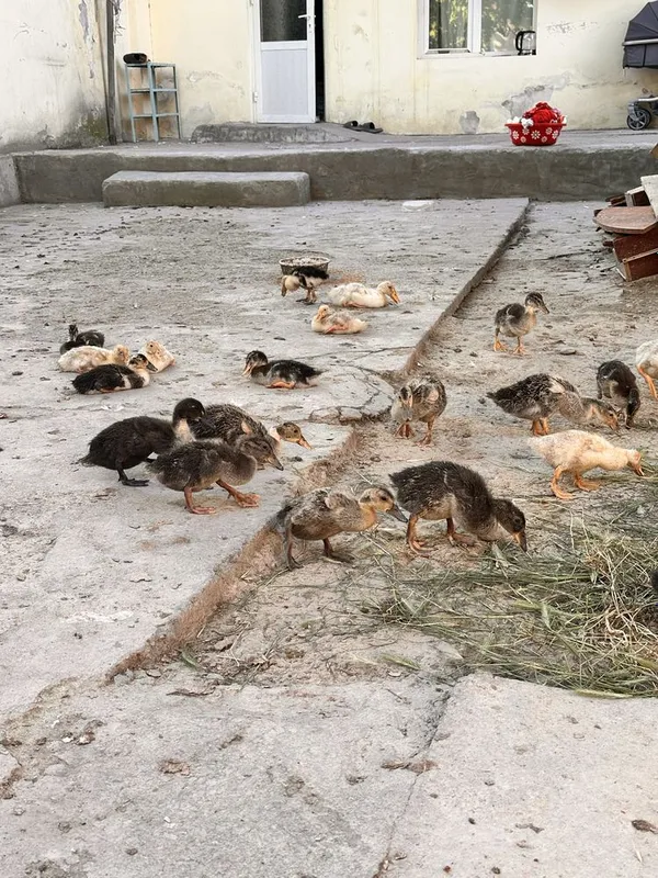 Oʻrdak jojalari bor 37 ta dona 35 kunlik — фото 4