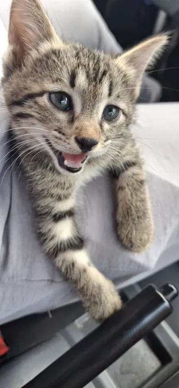 Котята один остался