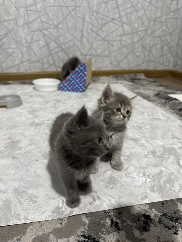 British Shorthair