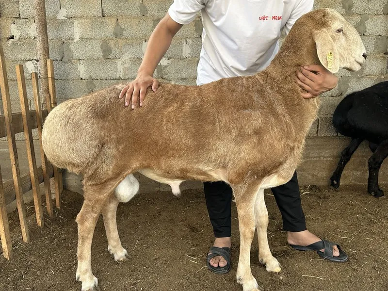 Qurbonlik Uchun Qo'chqorlar Chiroylik narhlarda — фото 3