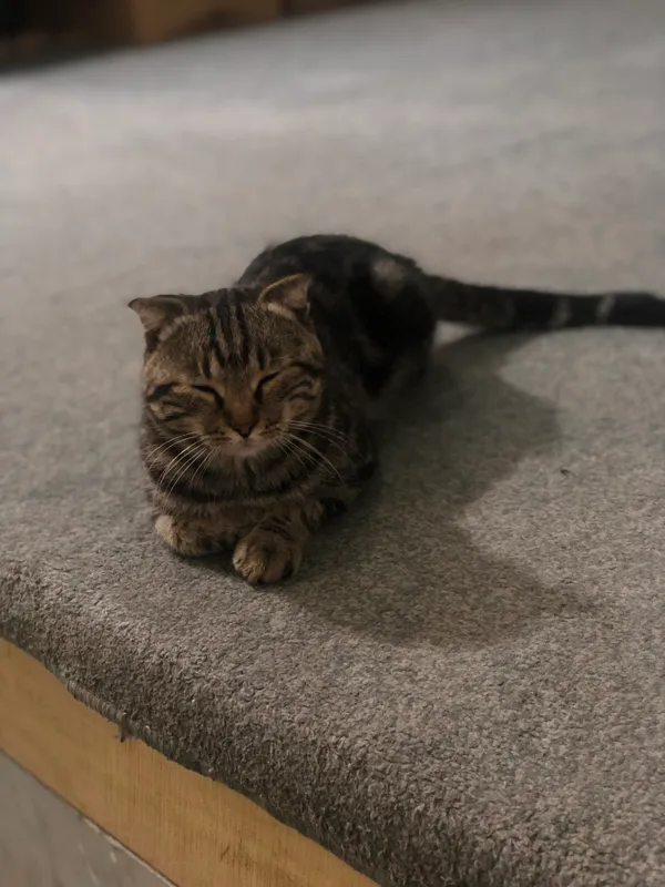 Шотландский вислоухий (Scottish Fold) 1 Шотландский вислоухий (Scottish Fold) 1