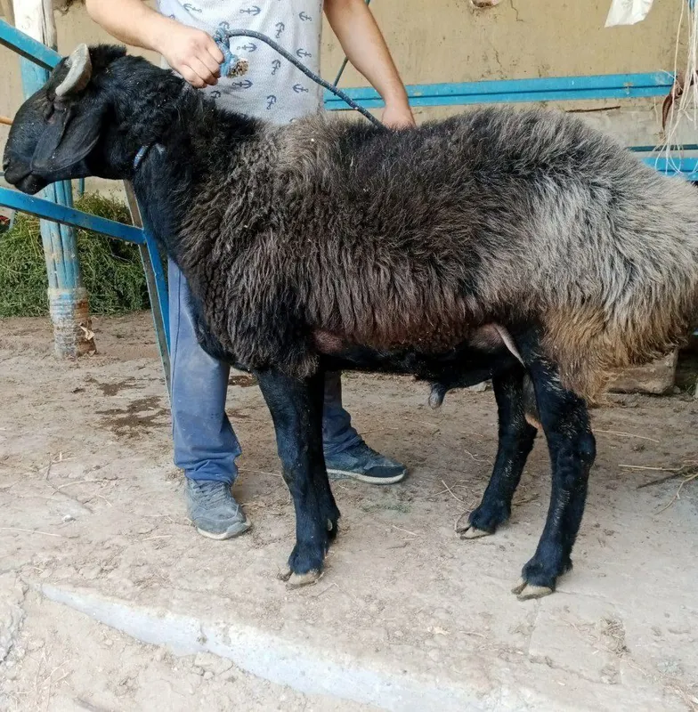 Zotdor semiz qòchqorlar sotiladi — фото 5