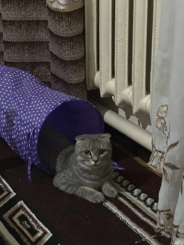 Скотиш Фолд 2 летний Мужчина Скотиш Фолд 2 летний Мужчина
