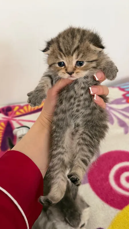 Продаётся котята — фото 4