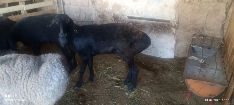 Yosh qoylar sotiladi 1